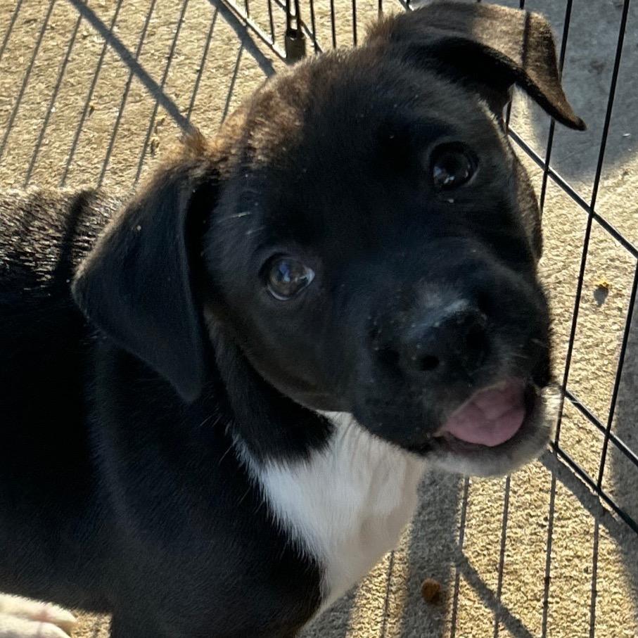 Cleopatra, a Adoptable mixed breed in Pawling, NY image 2/5