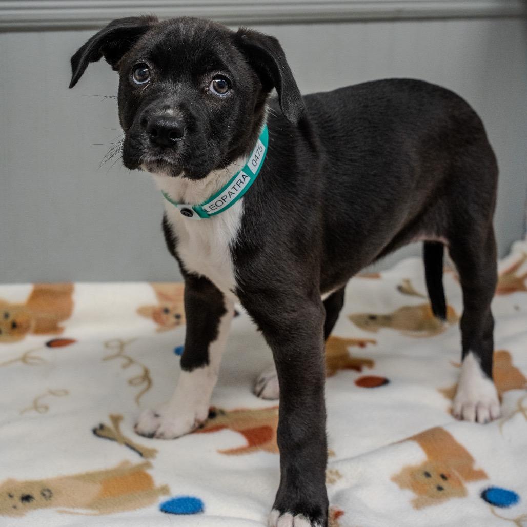 Cleopatra, a Adoptable mixed breed in Pawling, NY image 3/5