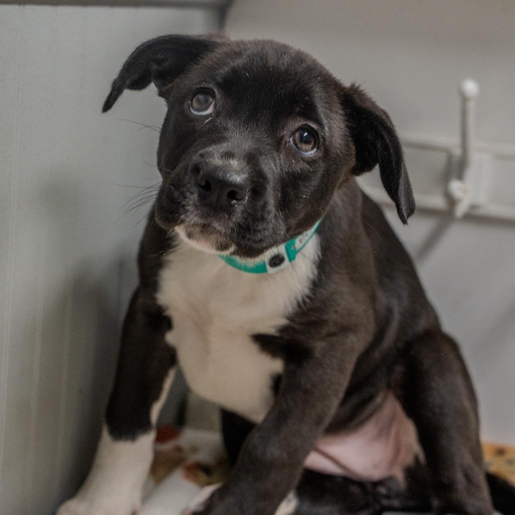 Cleopatra, a Adoptable mixed breed in Pawling, NY image 4/5