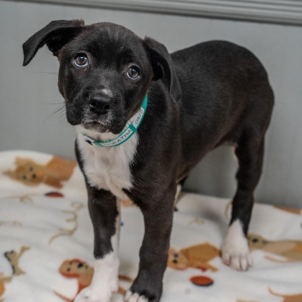 Cleopatra, a Adoptable mixed breed in Pawling, NY image 5/5