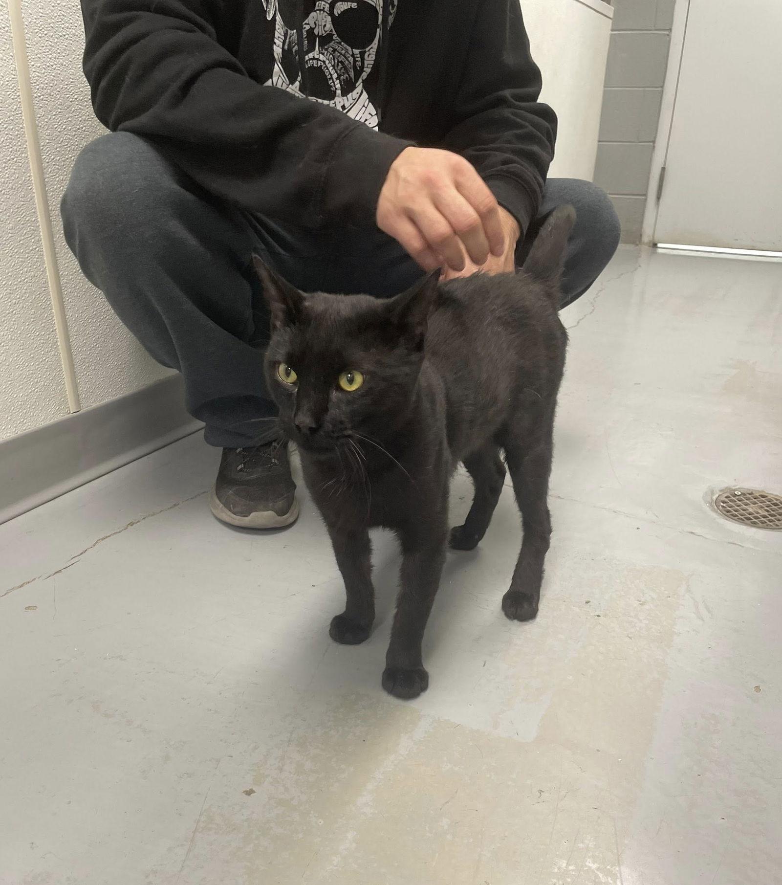 Enlarge Goose, a Adoptable Domestic Short Hair in Covington, VA image 1/1