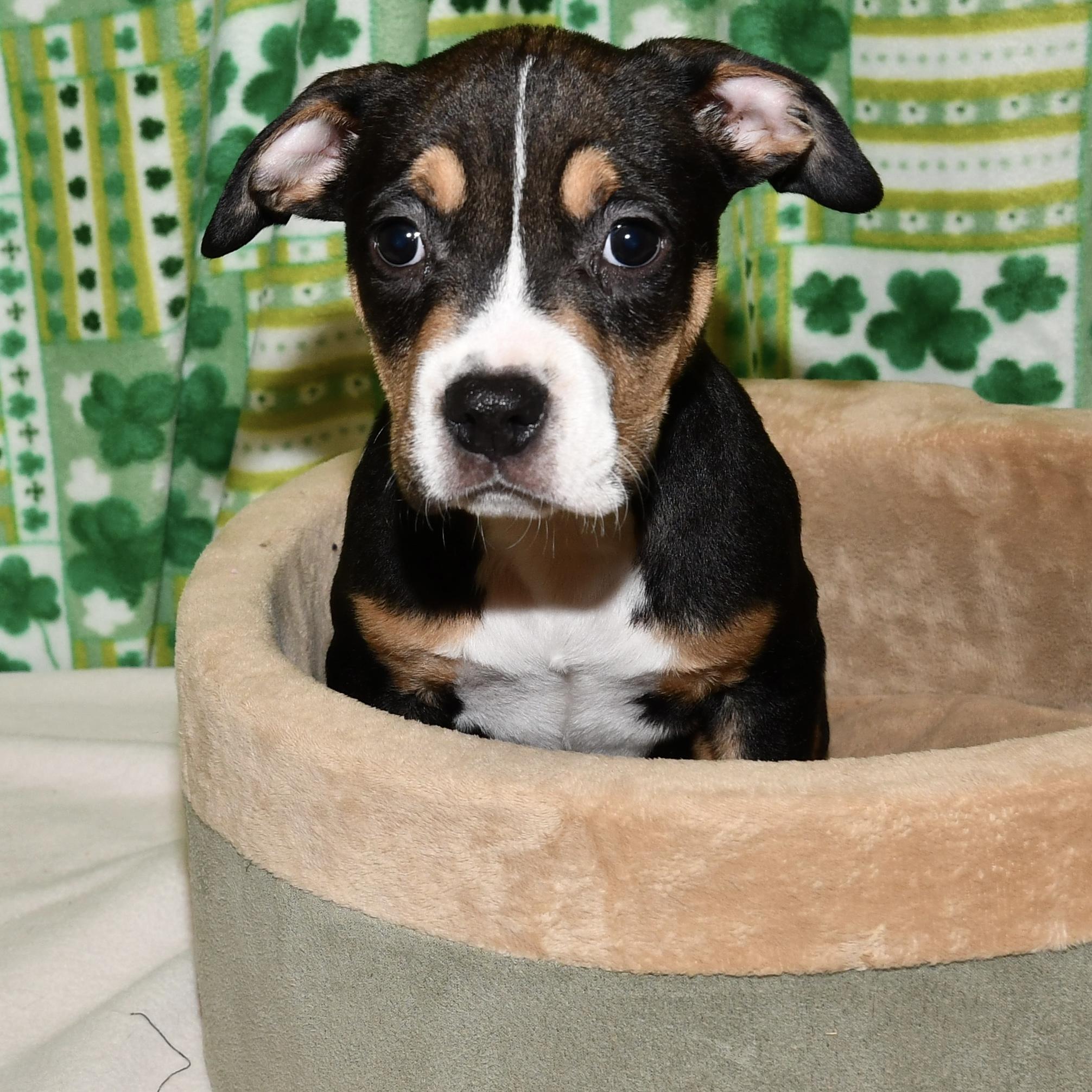 Enlarge Bluebell, an adoptable mixed breed in Libertyville, IL image 2/6