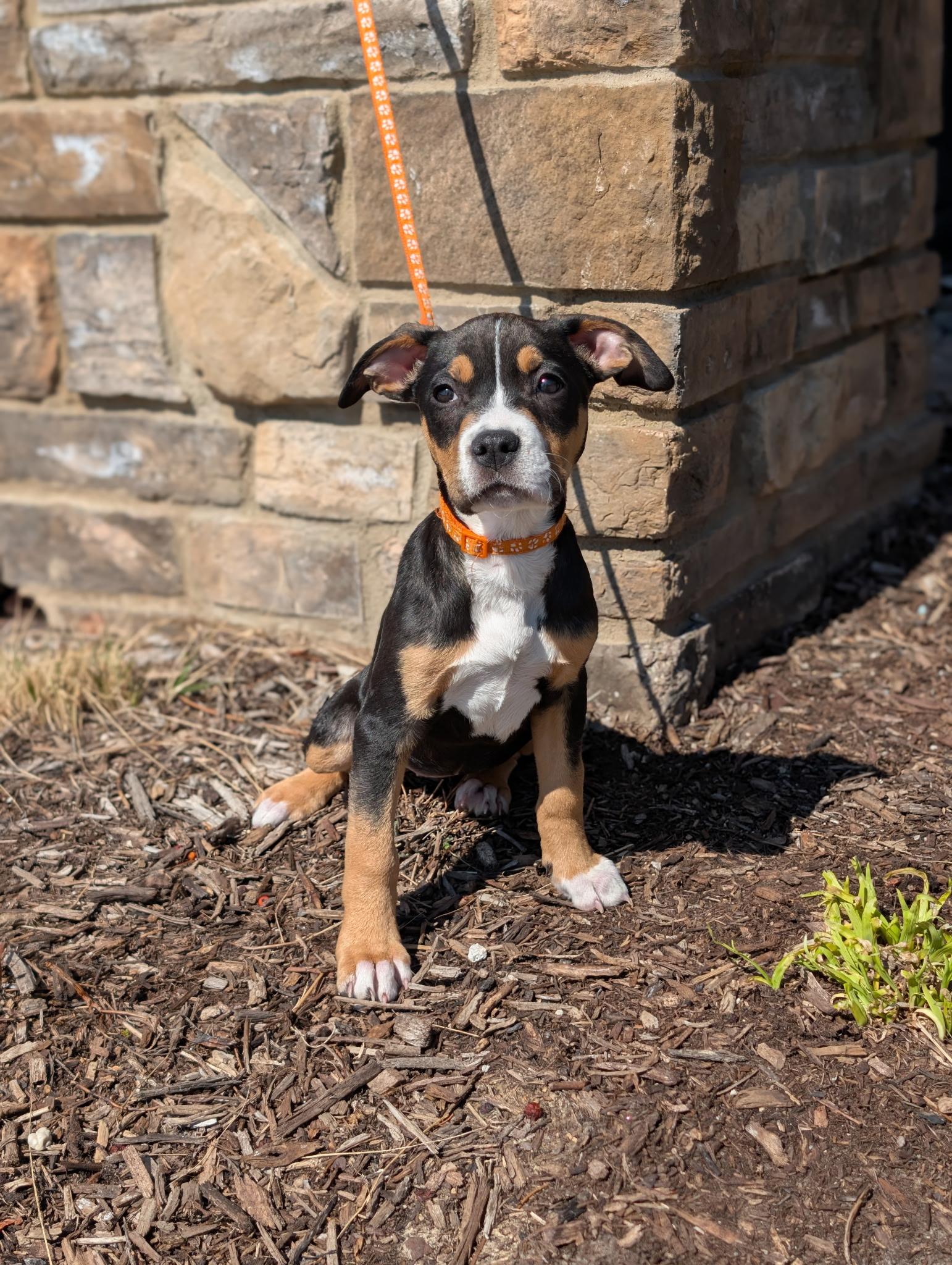Enlarge Bluebell, an adoptable mixed breed in Libertyville, IL image 5/6