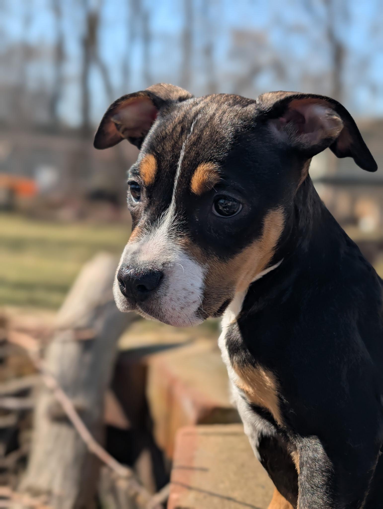 Enlarge Bluebell, an adoptable mixed breed in Libertyville, IL image 4/6