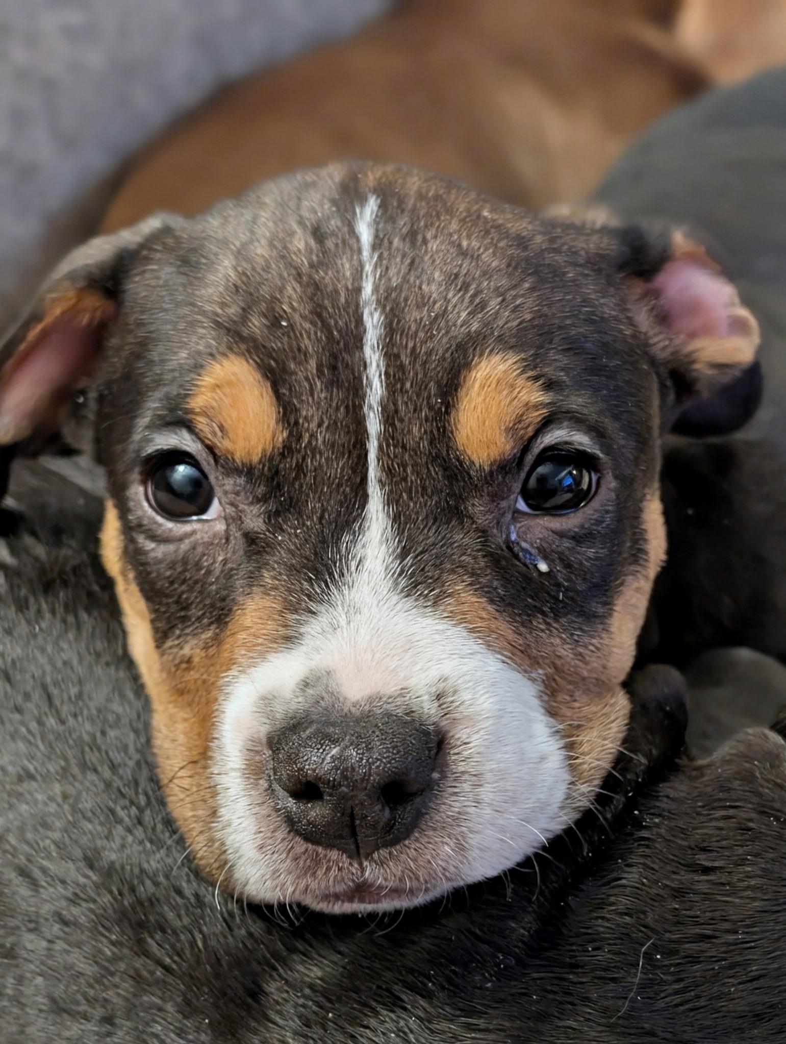 Enlarge Bluebell, an adoptable mixed breed in Libertyville, IL image 3/6