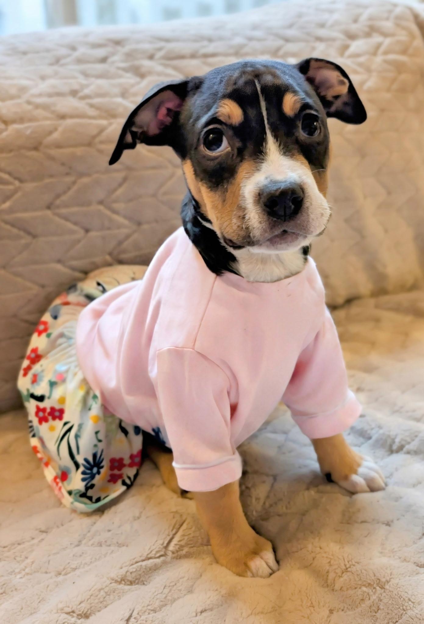 Enlarge Bluebell, an adoptable mixed breed in Libertyville, IL image 6/6