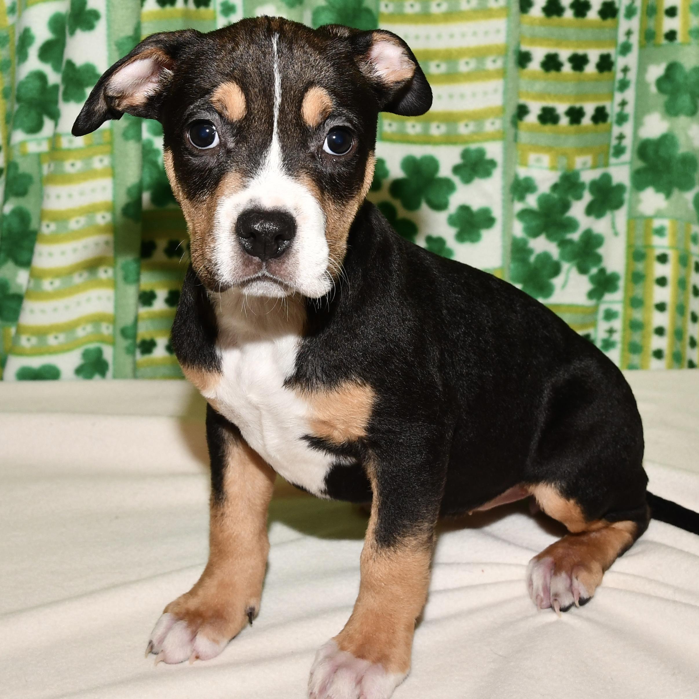 Bluebell, adoptable, Puppy Female Pit Bull Terrier.