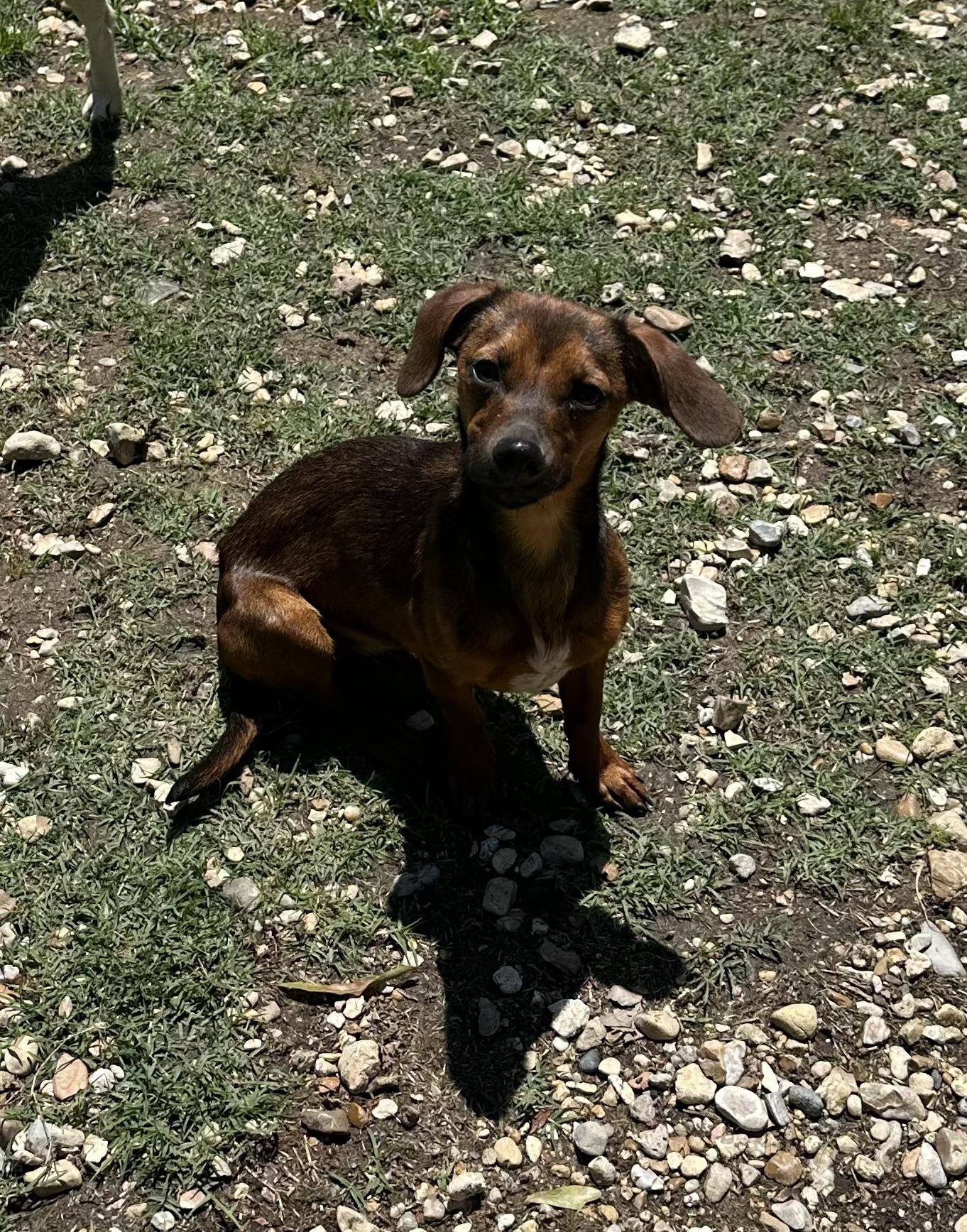 Daisy photo