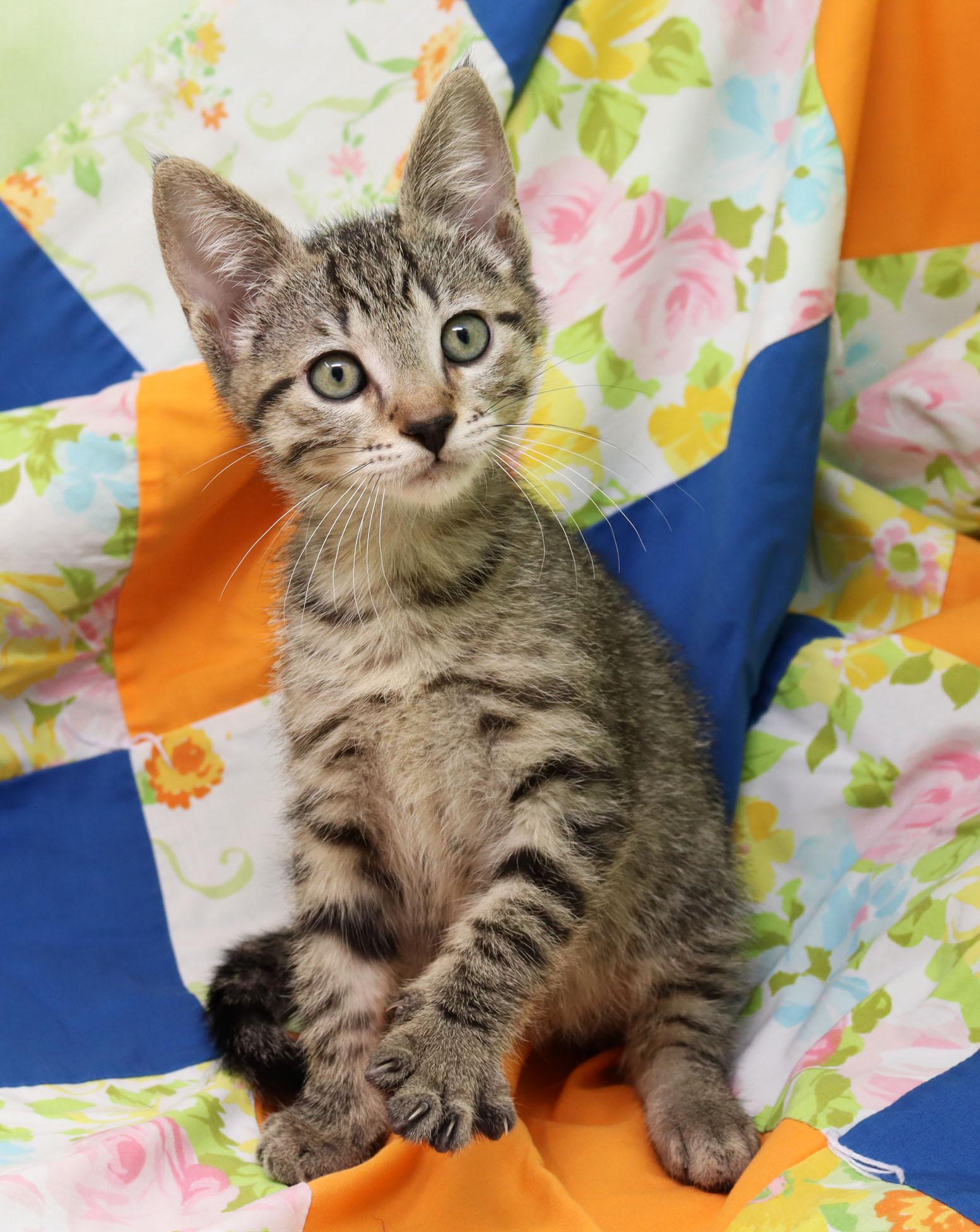 Enlarge Bruce Willis, a ADOPTABLE Domestic Short Hair in Tierra Verde, FL image 3/3