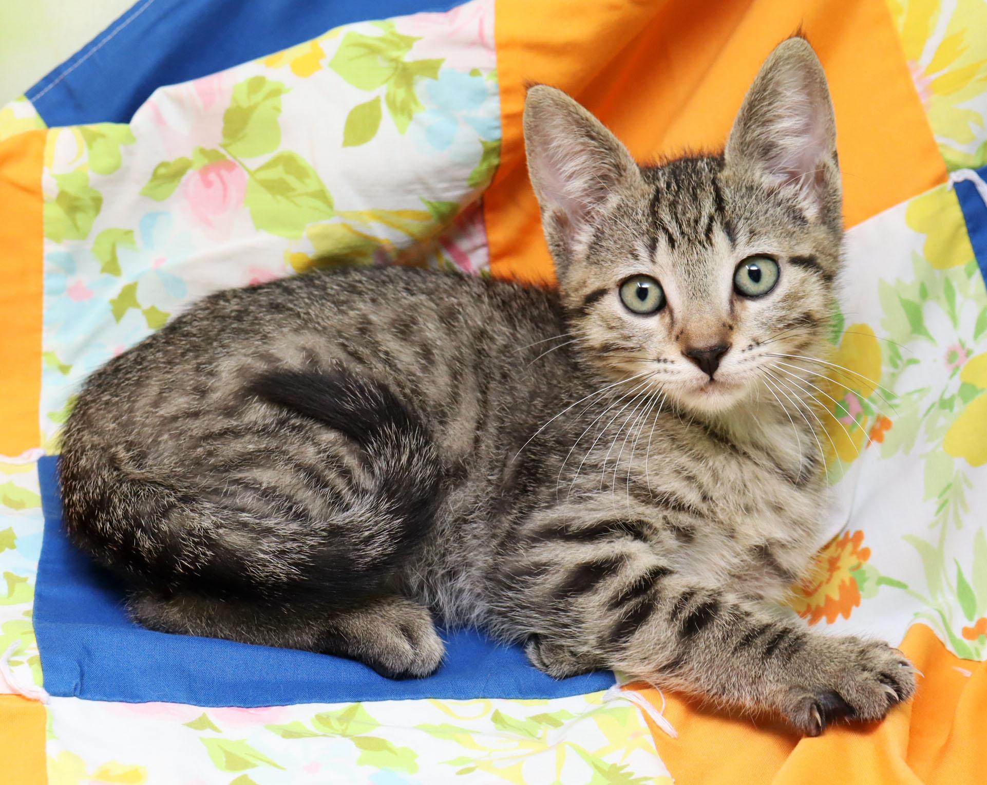 Enlarge Bruce Willis, a ADOPTABLE Domestic Short Hair in Tierra Verde, FL image 2/3