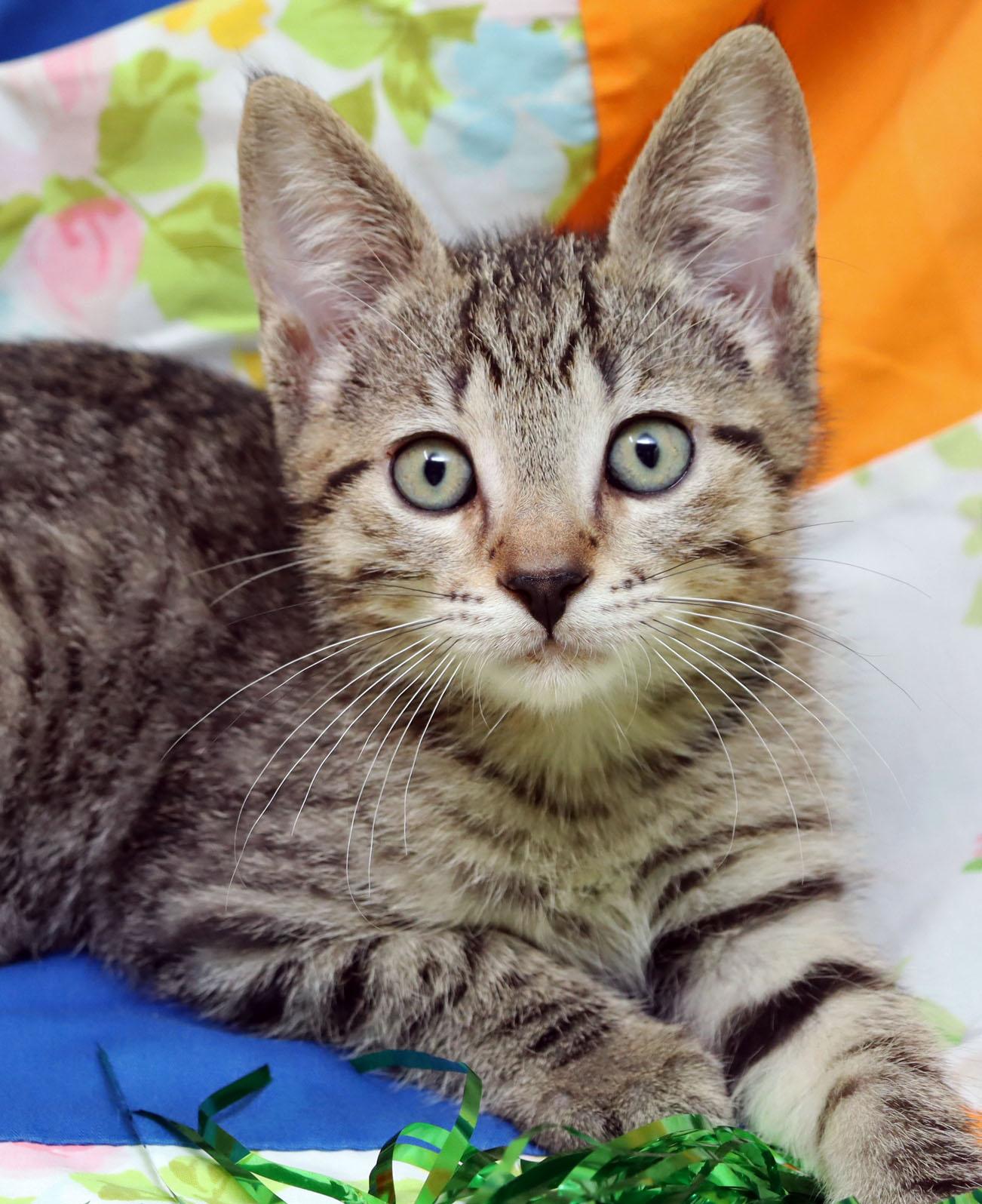 Bruce Willis, ADOPTABLE, Kitten Male Domestic Short Hair.