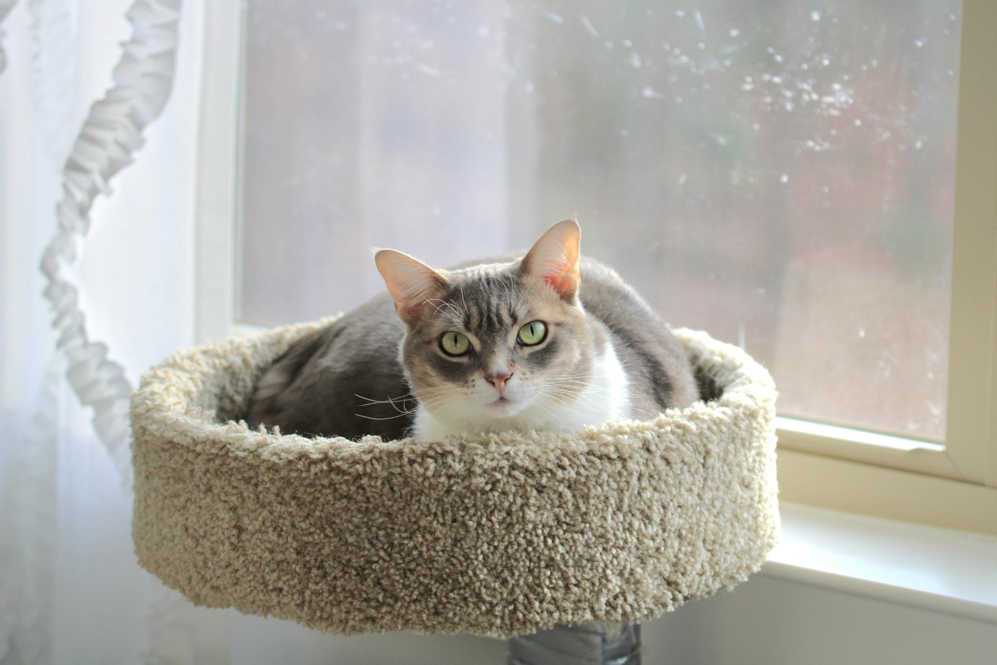Enlarge Chauncey , a ADOPTABLE Domestic Short Hair in Greensboro, NC image 4/5