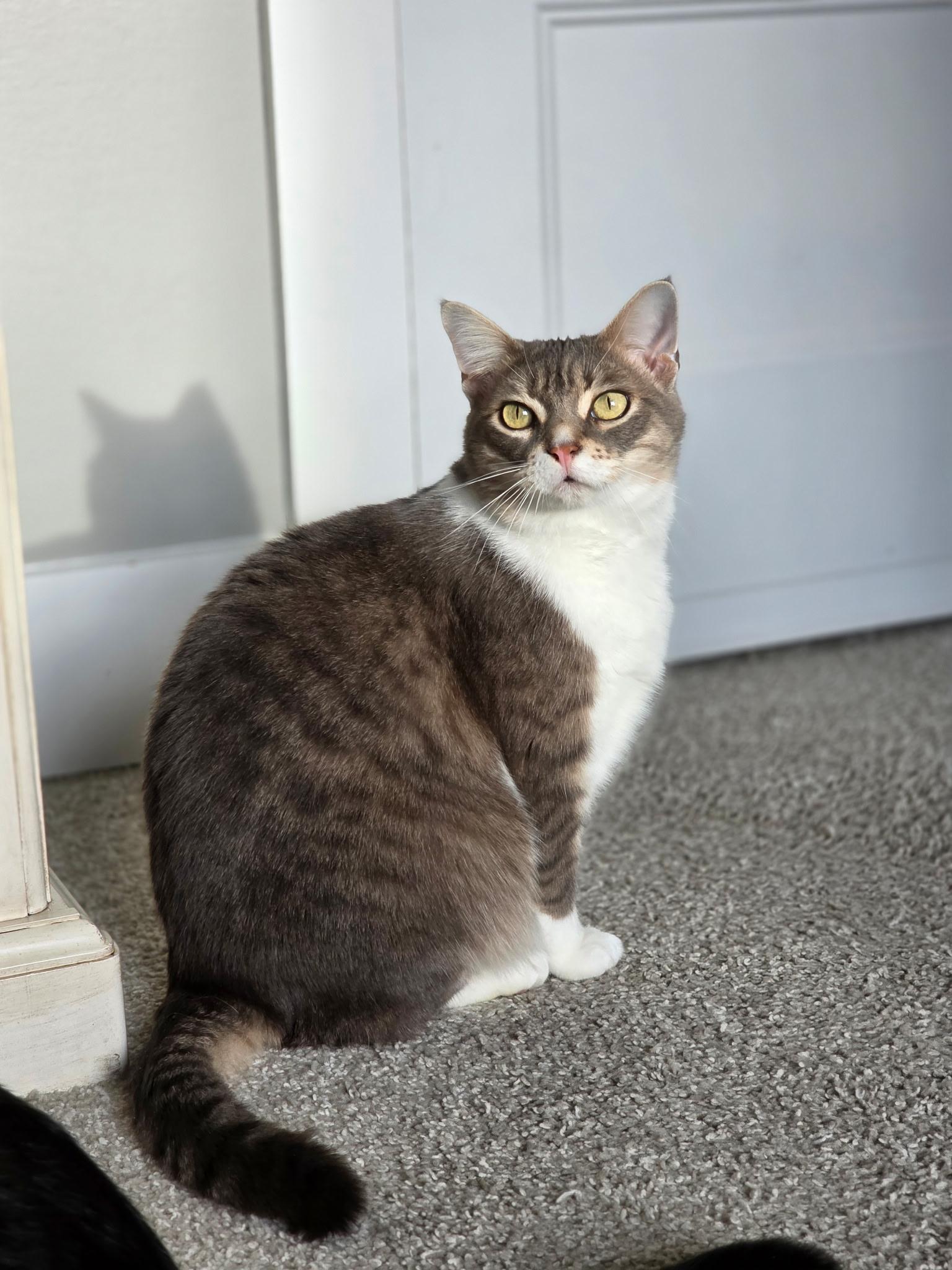 Enlarge Chauncey , a ADOPTABLE Domestic Short Hair in Greensboro, NC image 1/5