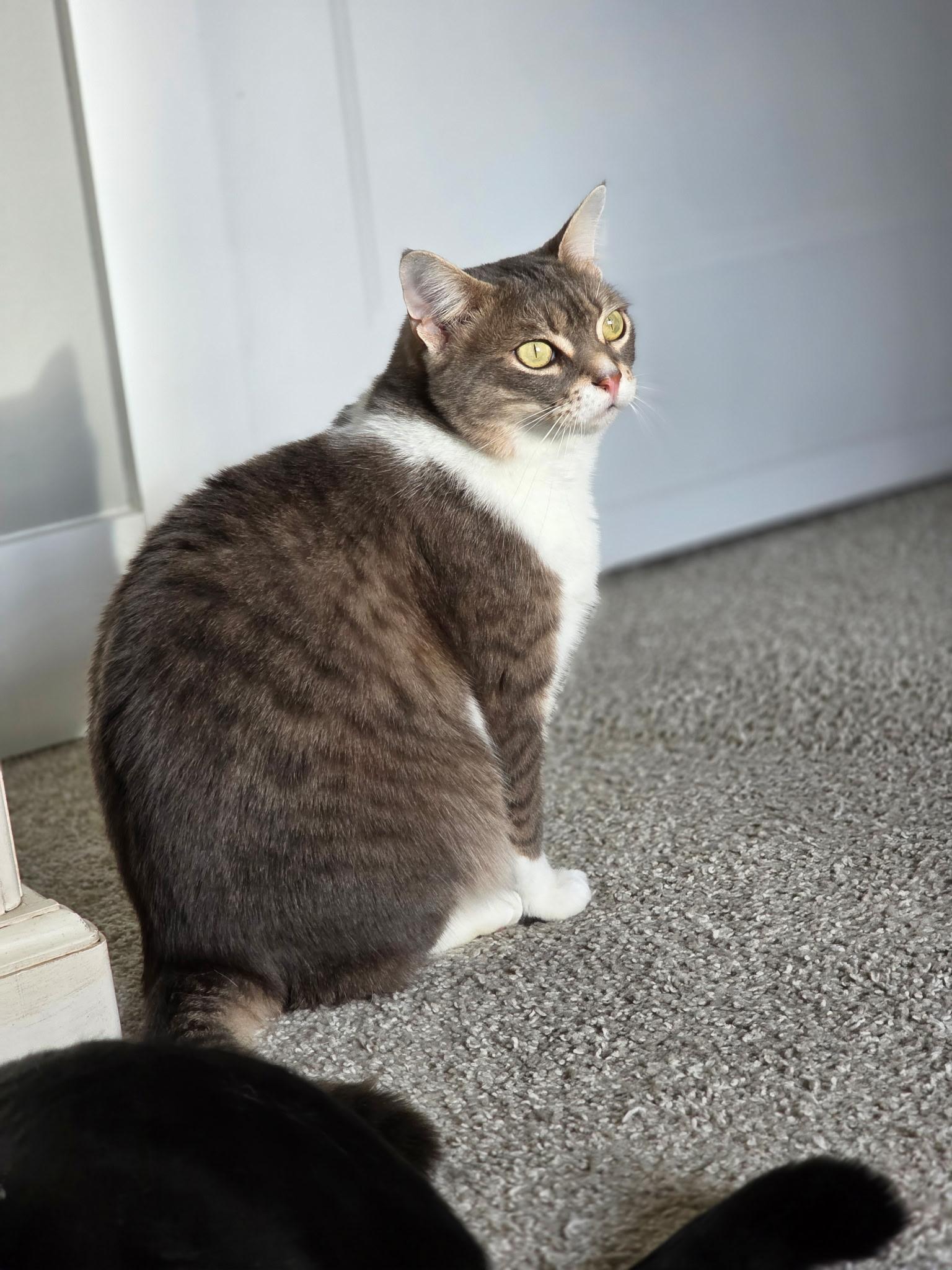 Enlarge Chauncey , a ADOPTABLE Domestic Short Hair in Greensboro, NC image 5/5