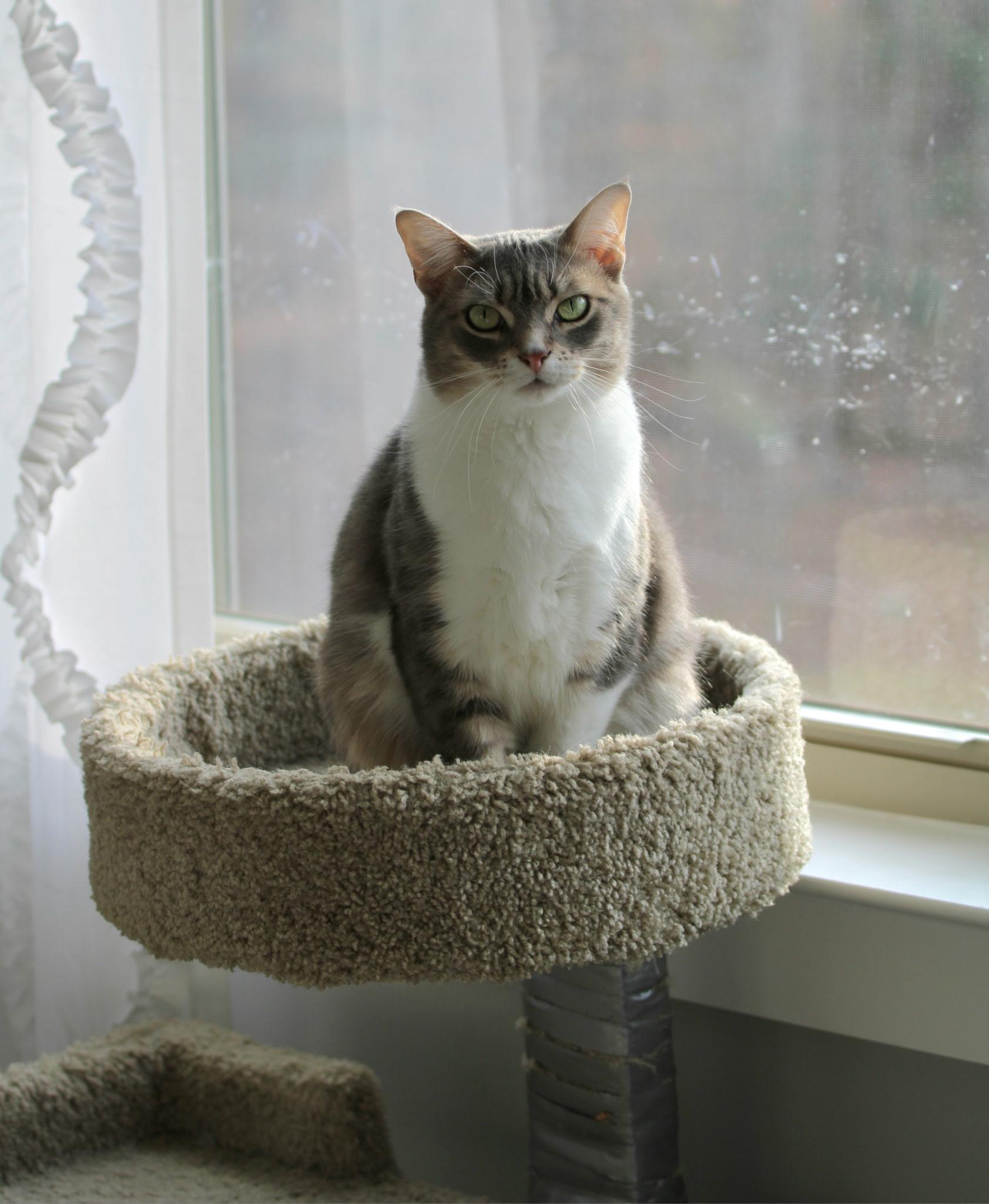 Enlarge Chauncey , a ADOPTABLE Domestic Short Hair in Greensboro, NC image 3/5