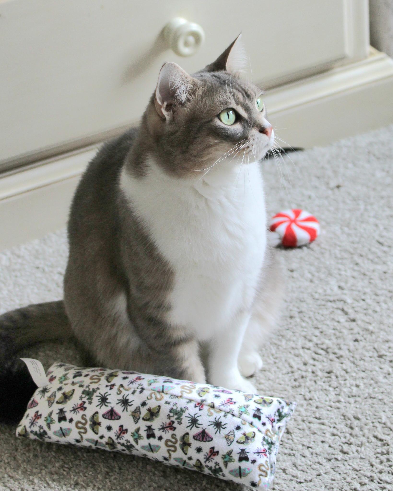 Enlarge Chauncey , a ADOPTABLE Domestic Short Hair in Greensboro, NC image 2/5