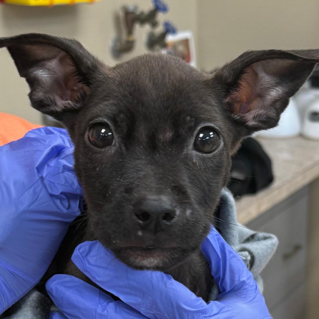 Faline — thumbnail 2