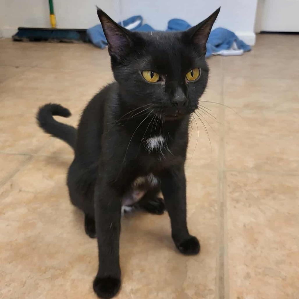 Raquel, a Adoptable Domestic Short Hair in Leander, TX image 1/6