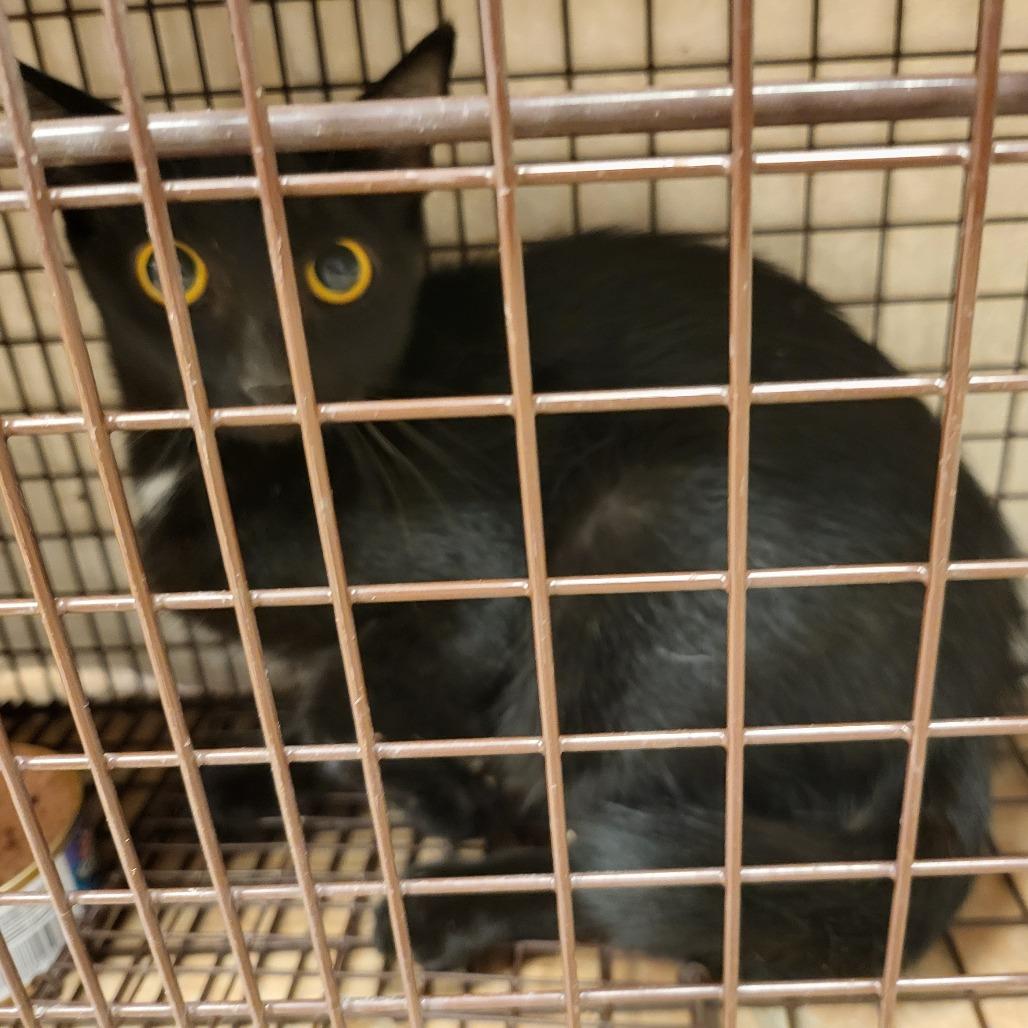 Raquel, a Adoptable Domestic Short Hair in Leander, TX image 2/6