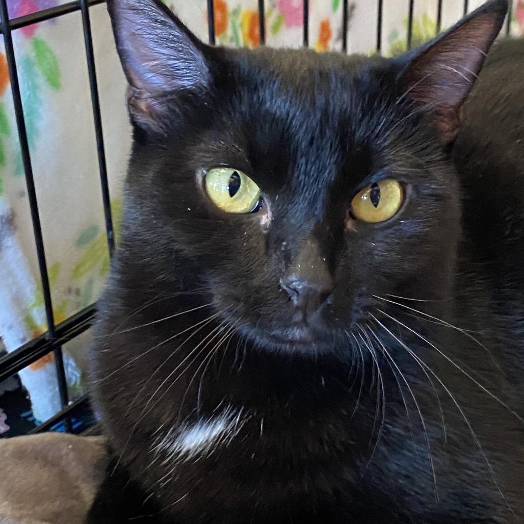 Raquel, a Adoptable Domestic Short Hair in Leander, TX image 3/6