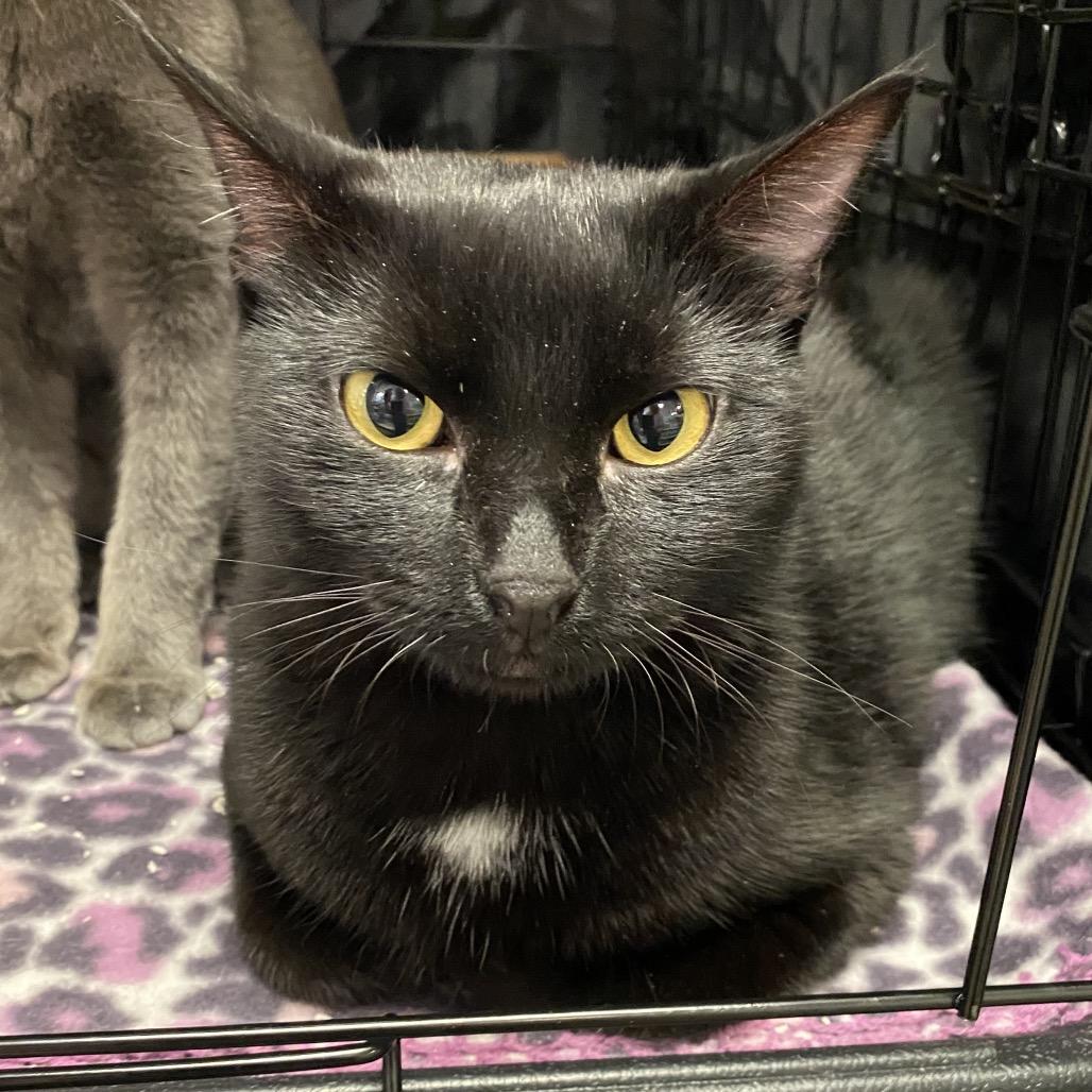 Raquel, a Adoptable Domestic Short Hair in Leander, TX image 4/6