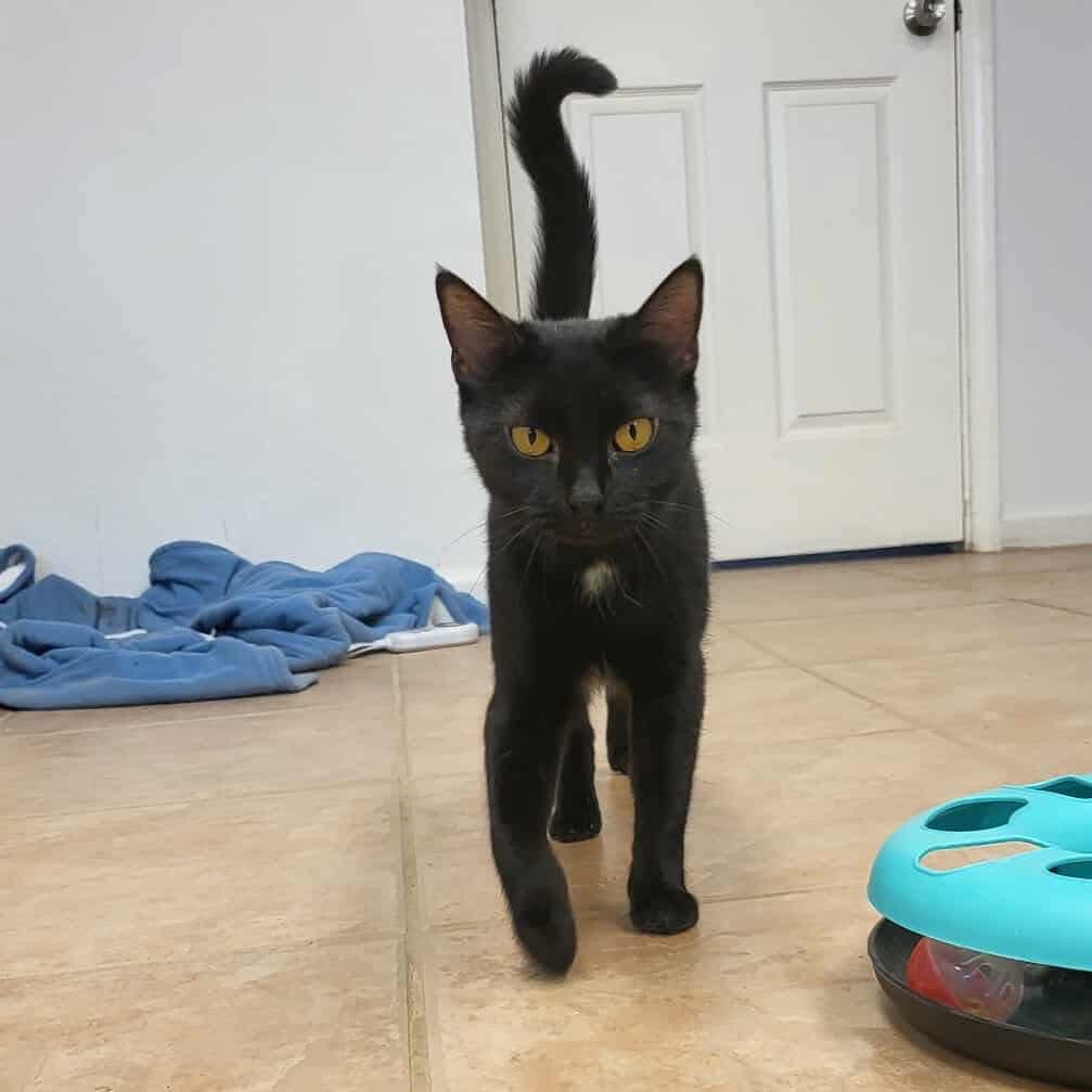 Raquel, a Adoptable Domestic Short Hair in Leander, TX image 6/6