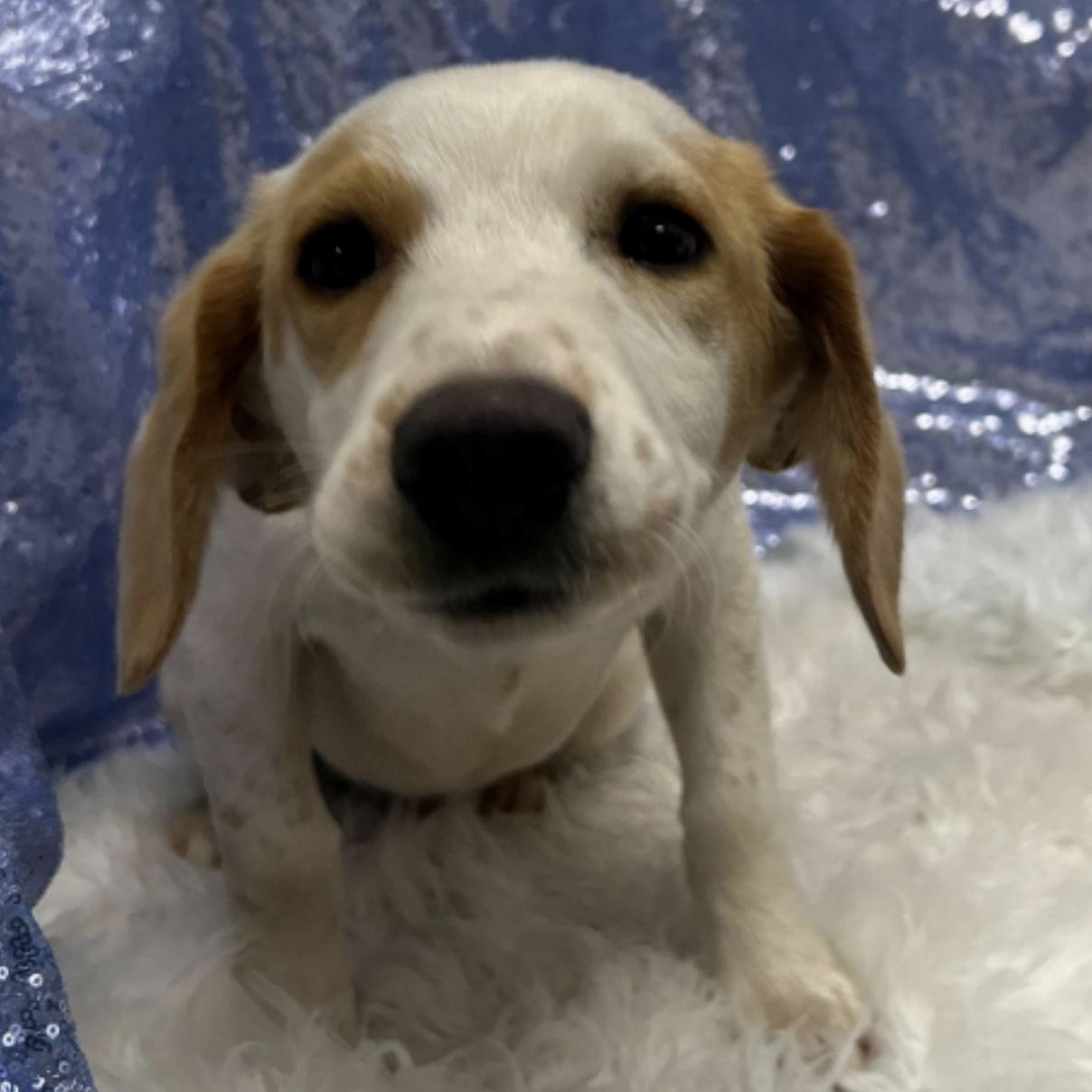 Enlarge Dean, a ADOPTABLE mixed breed in Cedarburg, WI image 2/4