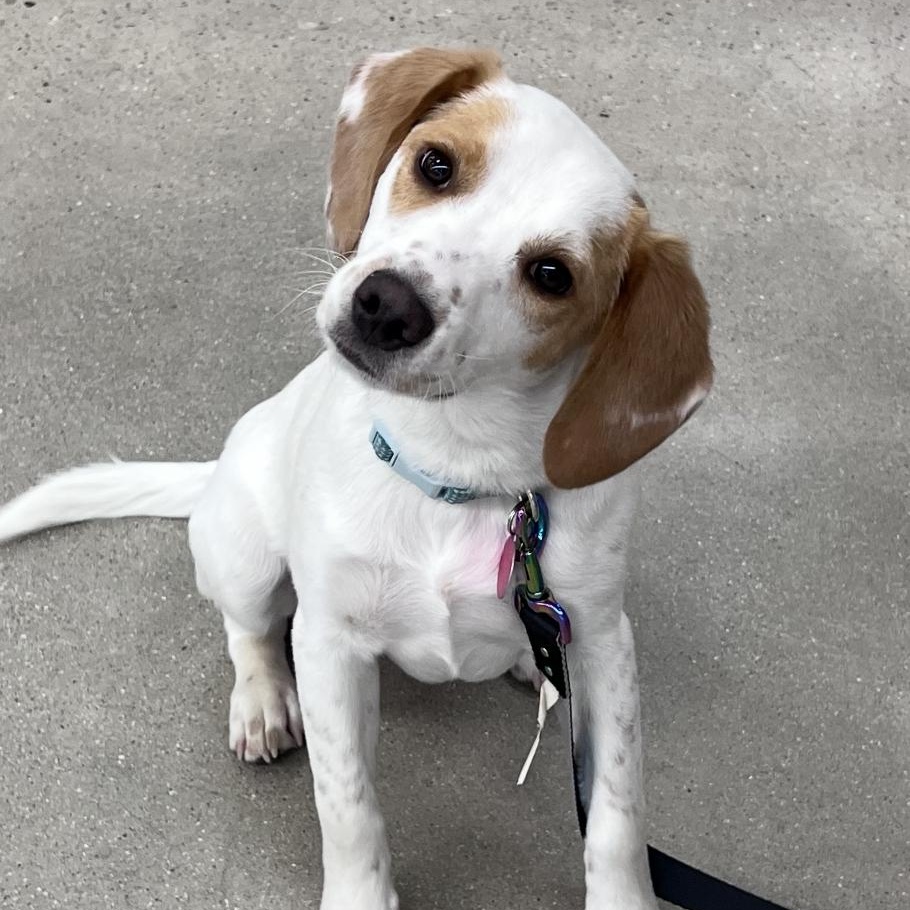 Dean, ADOPTABLE, Puppy Male Beagle.