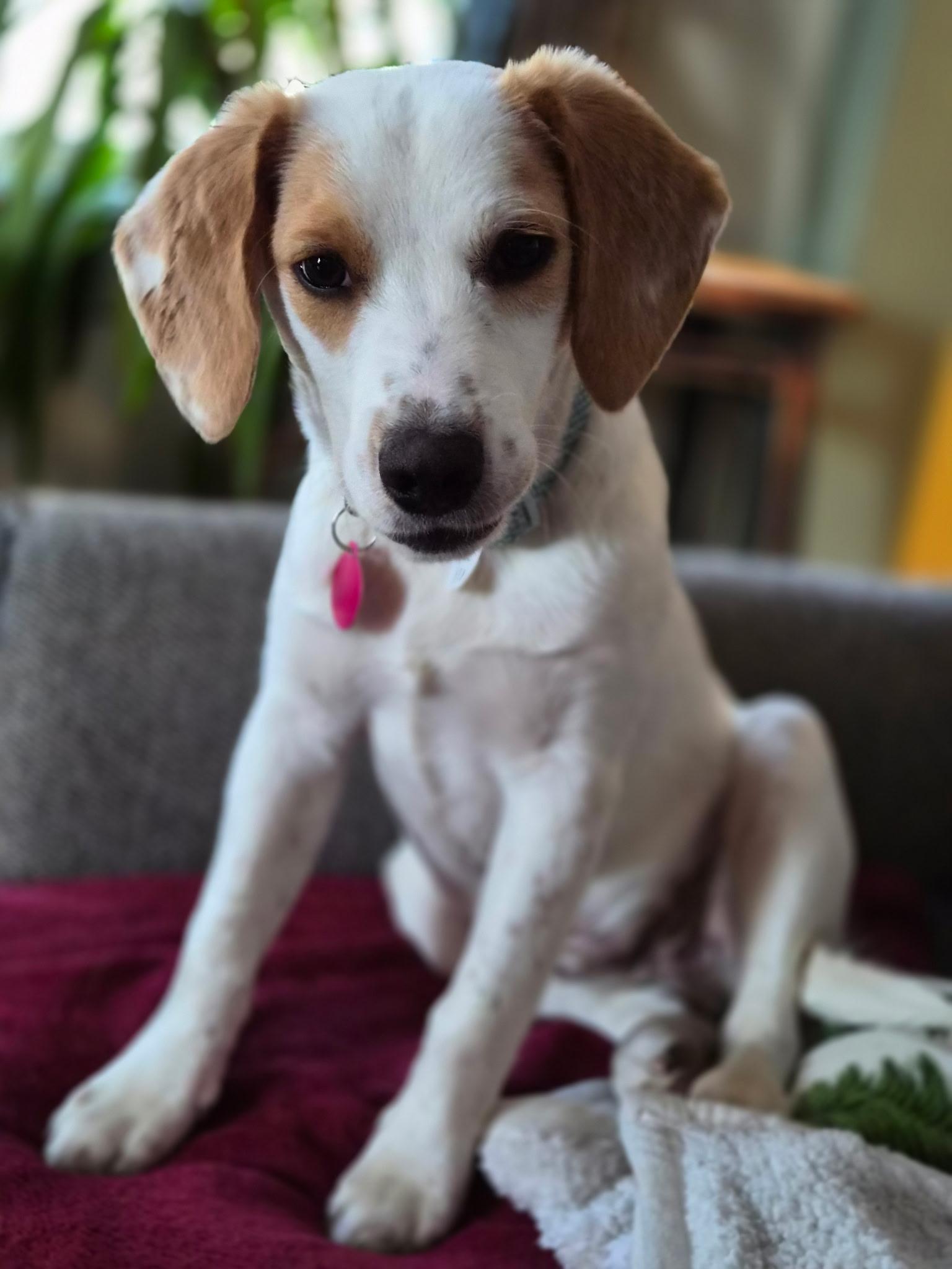 Dean, ADOPTABLE, Puppy Male Beagle.