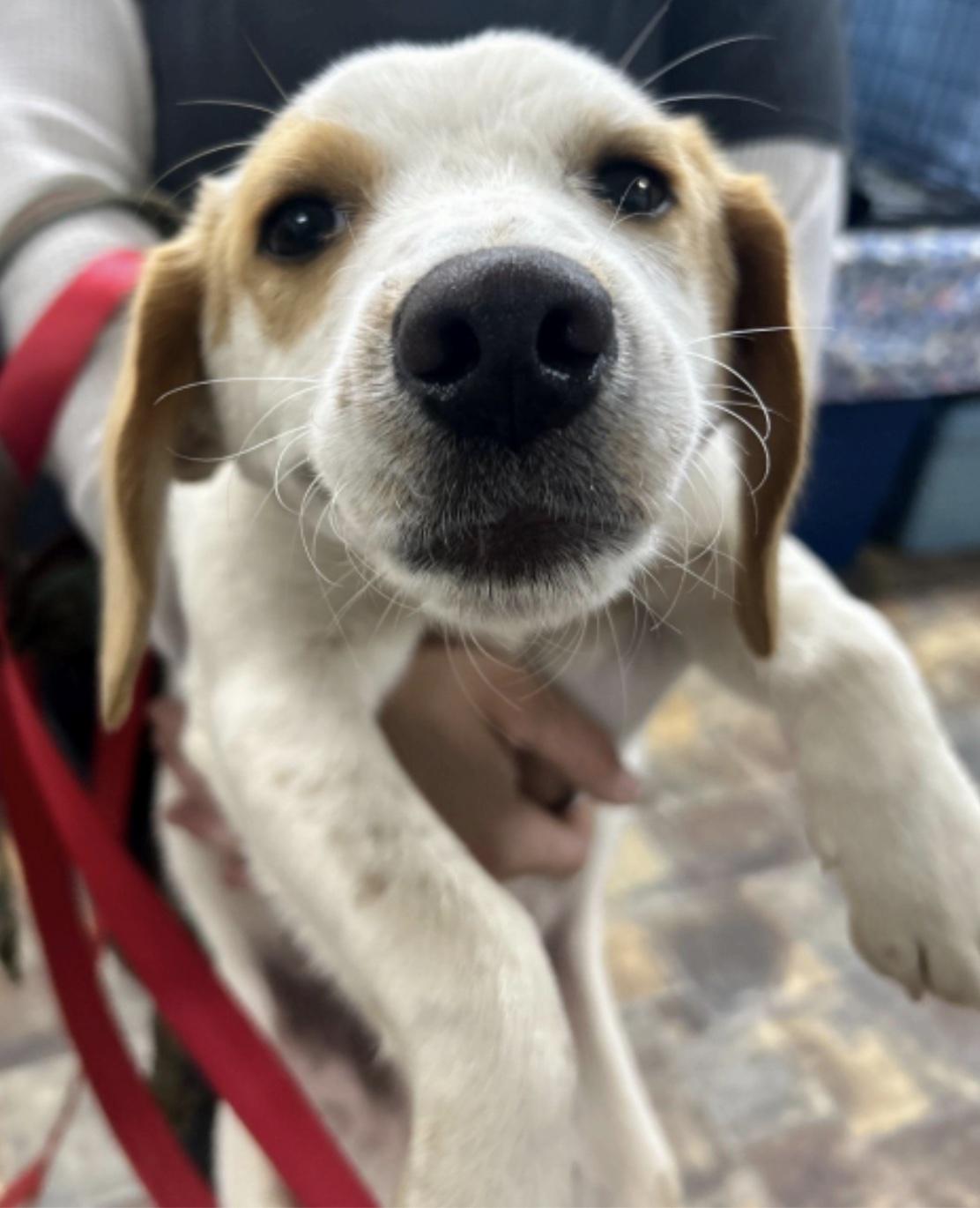 Enlarge Dean, a ADOPTABLE mixed breed in Cedarburg, WI image 4/4