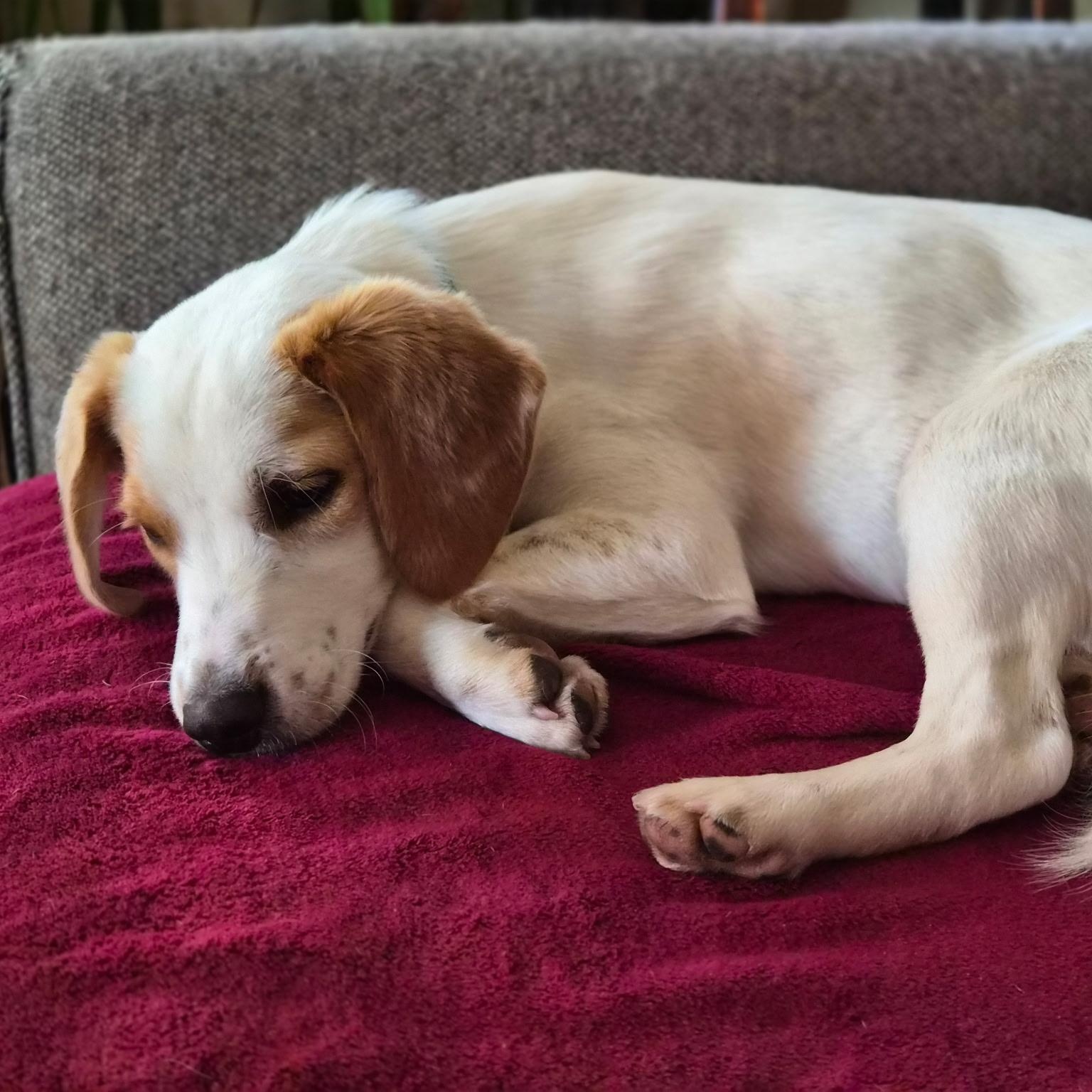 Enlarge Dean, a ADOPTABLE mixed breed in Cedarburg, WI image 4/6