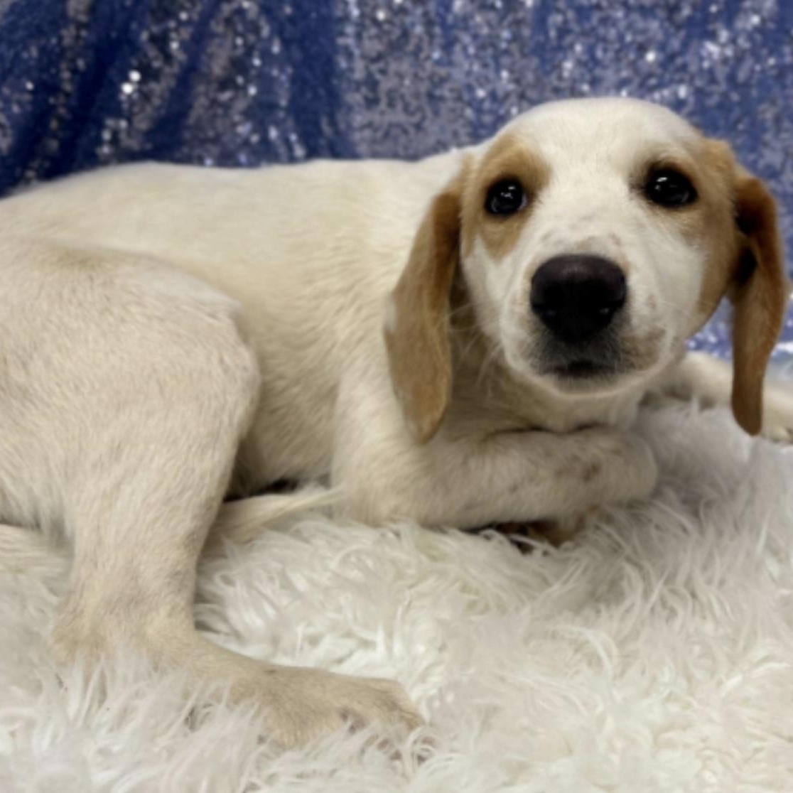 Enlarge Dean, a ADOPTABLE mixed breed in Cedarburg, WI image 3/4