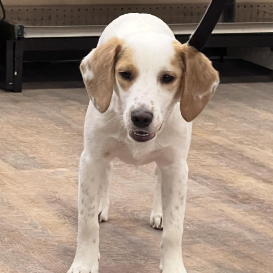 Enlarge Dean, a ADOPTABLE mixed breed in Cedarburg, WI image 6/6