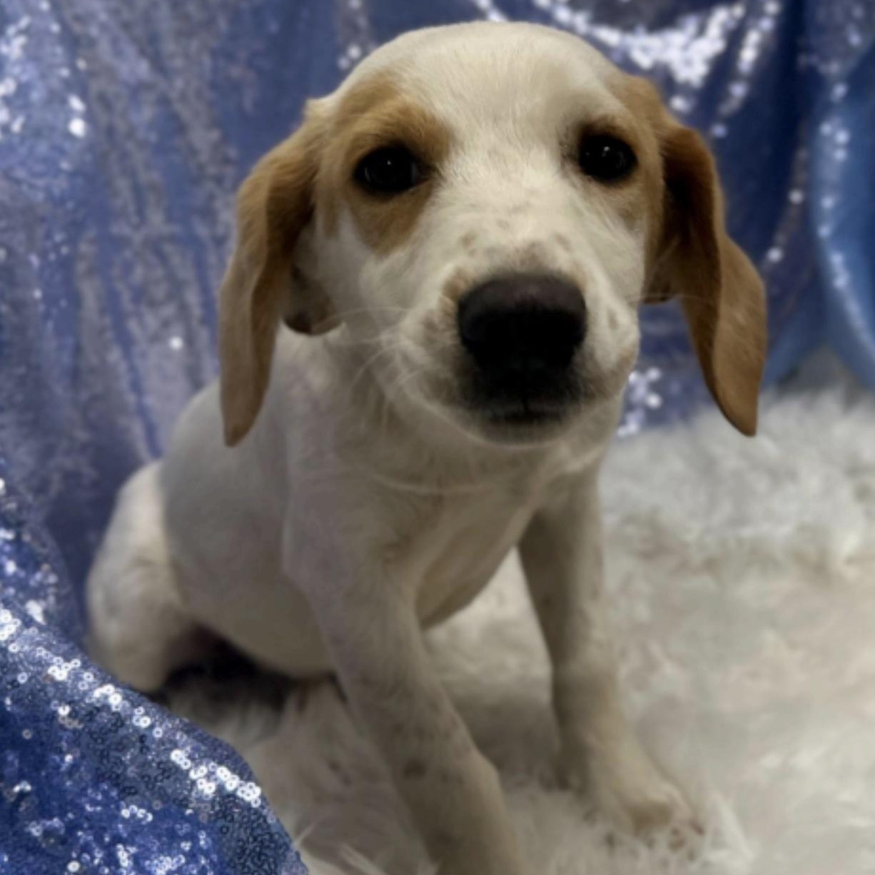 Enlarge Dean, a ADOPTABLE mixed breed in Cedarburg, WI image 1/4