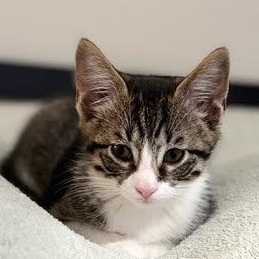 Enlarge Sawyer (RR), a Adoptable Tabby in Woodland Hills, CA image 1/4