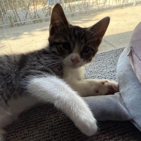 Enlarge Sawyer (RR), a Adoptable Tabby in Woodland Hills, CA image 2/4