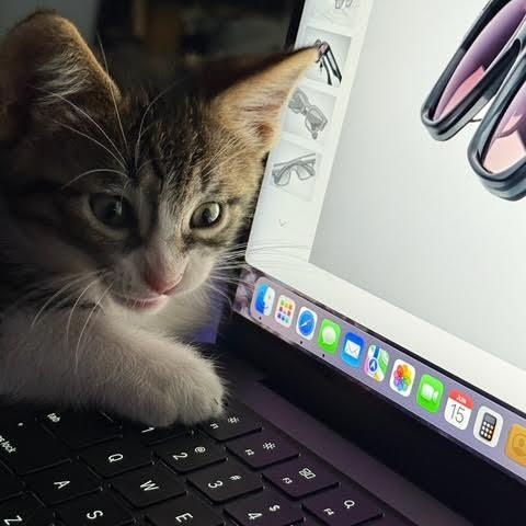 Enlarge Sawyer (RR), a Adoptable Tabby in Woodland Hills, CA image 4/4