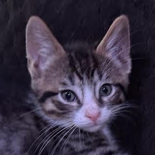 Enlarge Sawyer (RR), a Adoptable Tabby in Woodland Hills, CA image 3/4