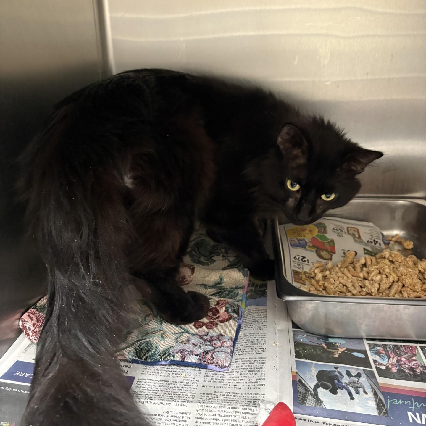 Lucifur, ADOPTABLE, Adult Male Domestic Medium Hair.