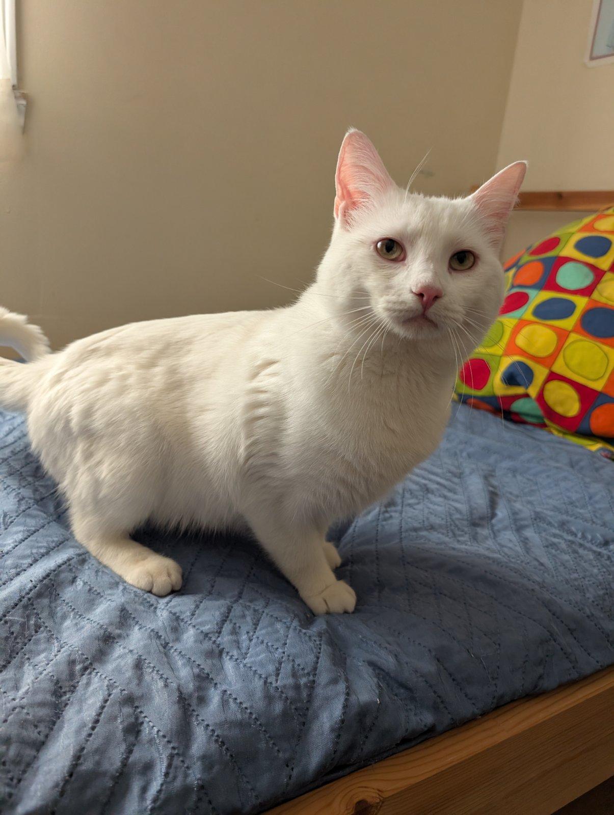 Blanchet (Duo avec Caramel), ADOPTABLE, Adult Male Domestic Medium Hair.