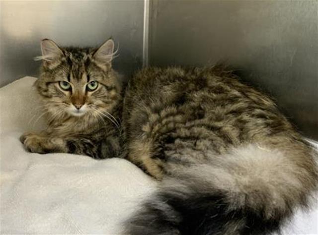 A252900, Adoptable, Young Male Domestic Long Hair & Domestic Short Hair.