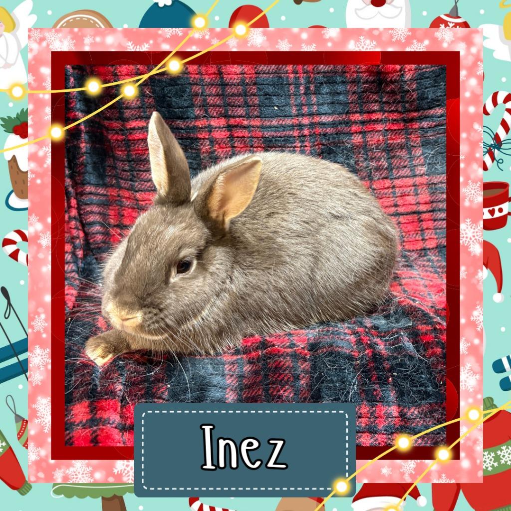 Inez, Adopted, Young Female Netherland Dwarf.
