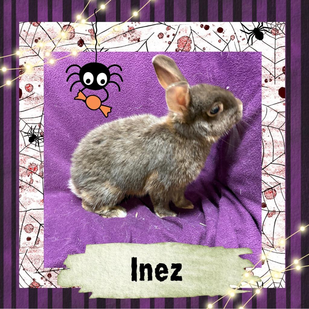 Enlarge Inez, a Adopted Netherland Dwarf in Elizabethtown, KY image 2/6