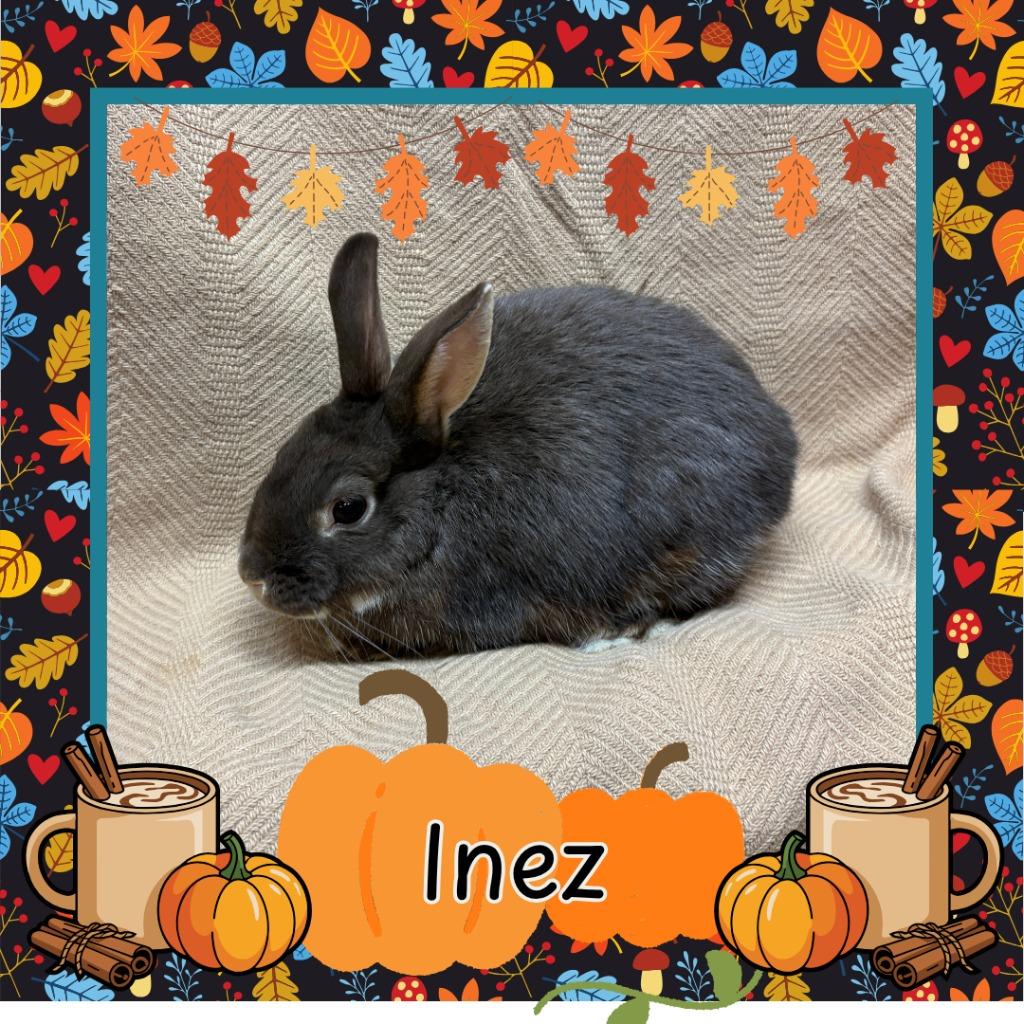 Enlarge Inez, a Adopted Netherland Dwarf in Elizabethtown, KY image 3/6