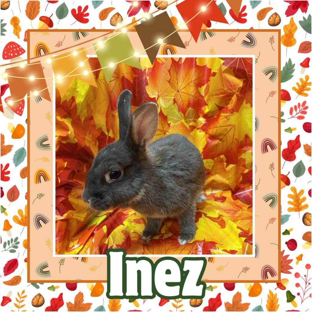 Enlarge Inez, a Adopted Netherland Dwarf in Elizabethtown, KY image 6/6