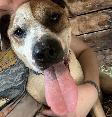 Enlarge Charlie, a Adoptable Boxer in North Wilkesboro, NC image 1/3