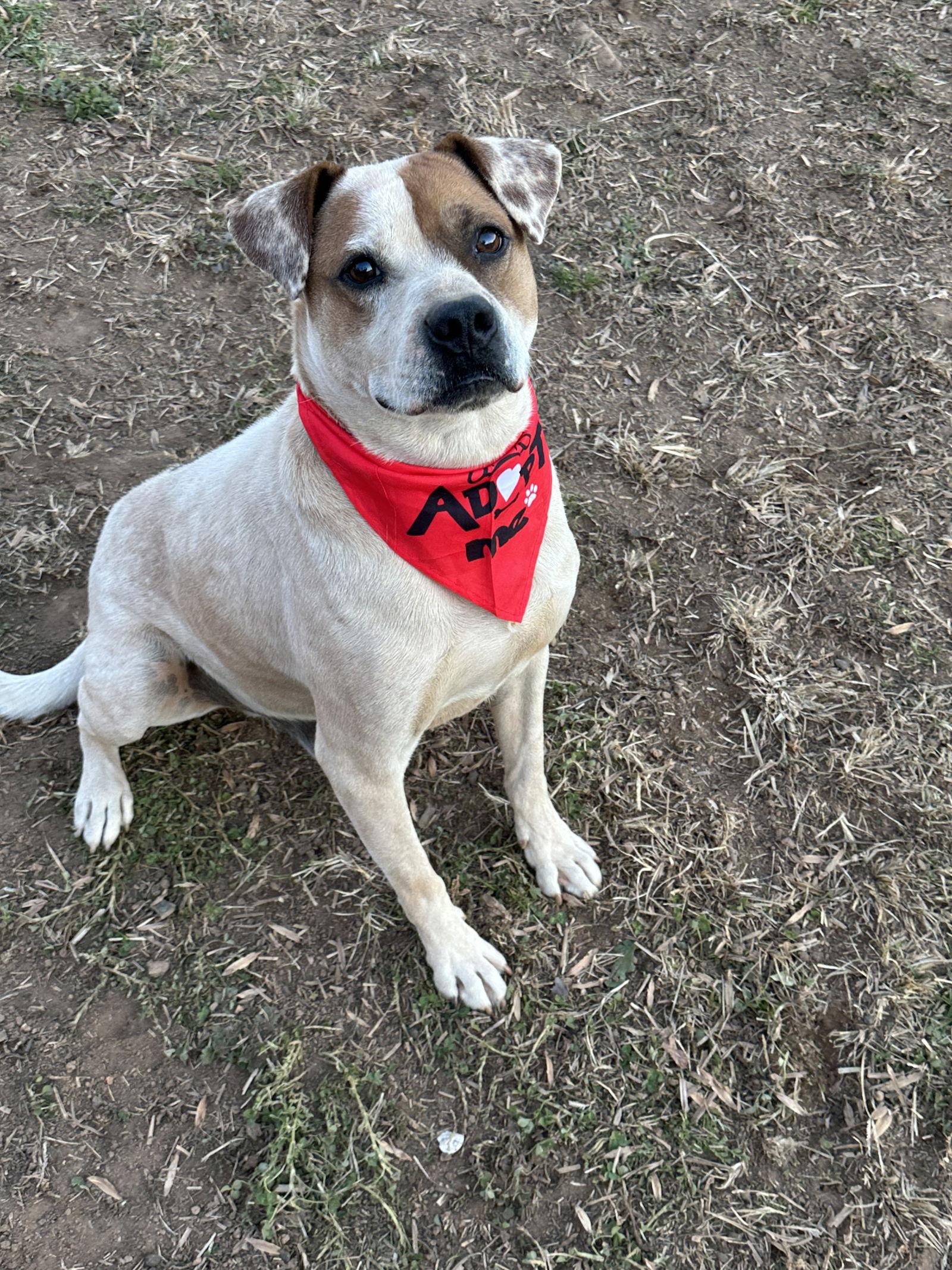 Enlarge Charlie, a Adoptable Boxer in North Wilkesboro, NC image 2/3