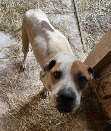 Enlarge Charlie, a Adoptable Boxer in North Wilkesboro, NC image 3/3