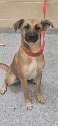 Kisses, Adoptable, Adult Female Mixed Breed & Mixed Breed.