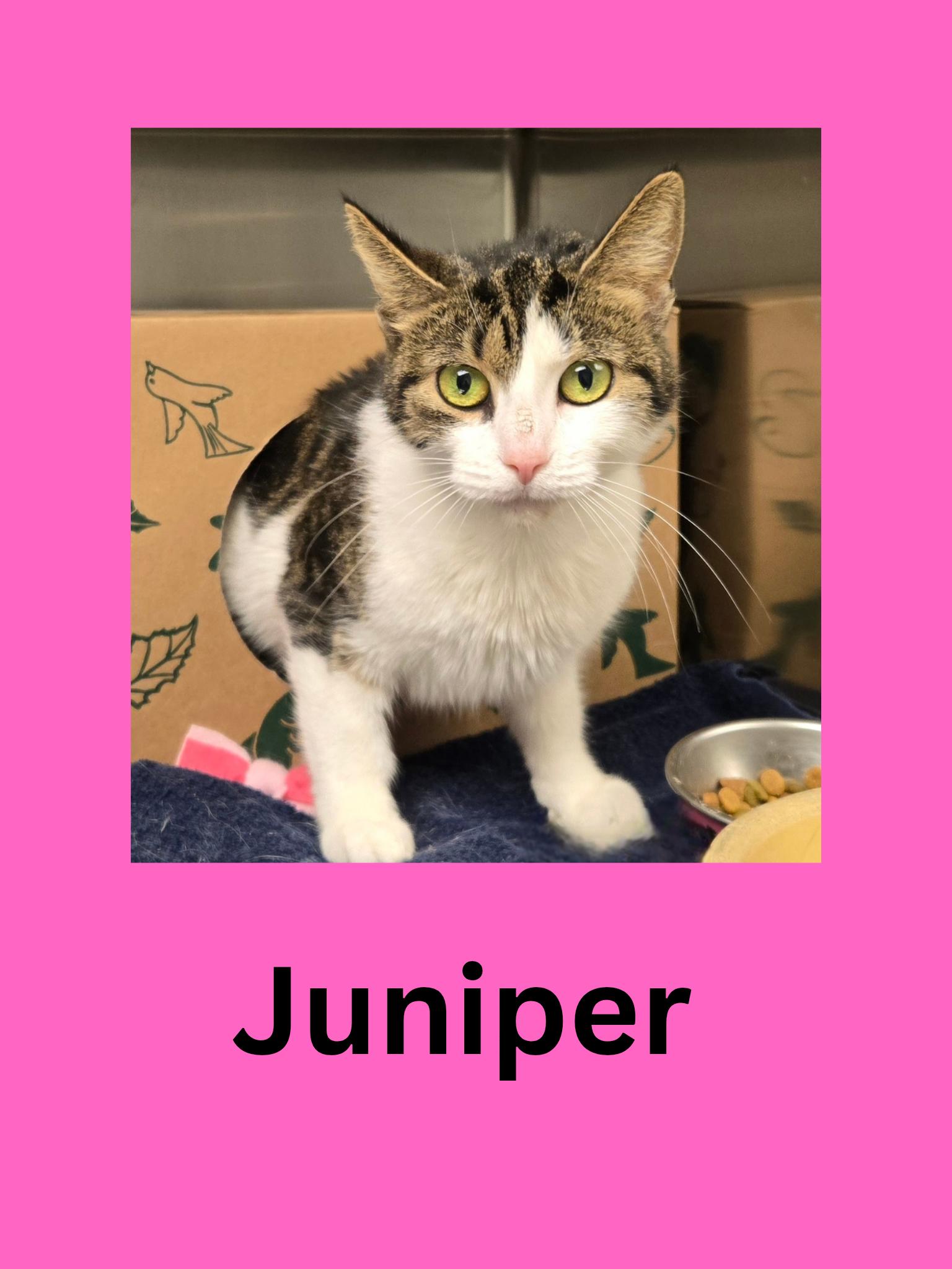 Juniper, Adoptable, Adult Female Domestic Short Hair.